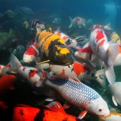 JBL Propond All Seasons S -Pompe À Eau Boutique 82759 61fd112575e6b