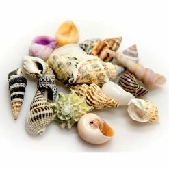 Akuastabil Petites Pièces De Coquille Marine 20 Pièces