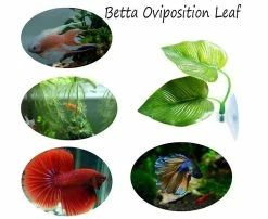 2pcs Fish Leaf Pad - Améliore La Santé De Betta En Simulant La Conception De L'habitat Naturel à Deux Feuilles, Une Grande Et Une Petite 6 2pcs Fish Leaf Pad - Améliore La Santé De Betta En Simulant La Conception De L'habitat Naturel à Deux Feuilles, Une Grande Et Une Petite -Pompe À Eau Boutique 325035147 max