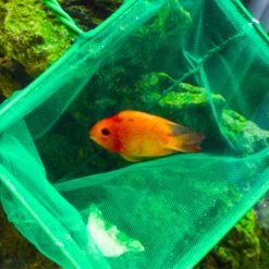 SANNE Usine Vente Directe Aquarium Accessoires Fish Tank Fish Fishing Net -Pompe À Eau Boutique 556201275 max