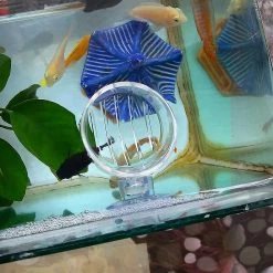 Unbranded Aquarium Glass Cone Feeder Red Worm Fish Tank Plant Shrimp Feeder Seam Crystal Fish Feeding Cup -Pompe À Eau Boutique 582618008 max
