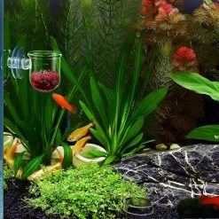 Unbranded Aquarium Glass Cone Feeder Red Worm Fish Tank Plant Shrimp Feeder Seam Crystal Fish Feeding Cup -Pompe À Eau Boutique 582618039 max