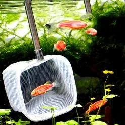 Gegong Filet D’écrémage De Crevettes Télescopique Extensible Pour Aquarium Fish Tank Pond (carré Rouge) 7 Gegong Filet D’écrémage De Crevettes Télescopique Extensible Pour Aquarium Fish Tank Pond (carré Rouge) -Pompe À Eau Boutique 584560701 max
