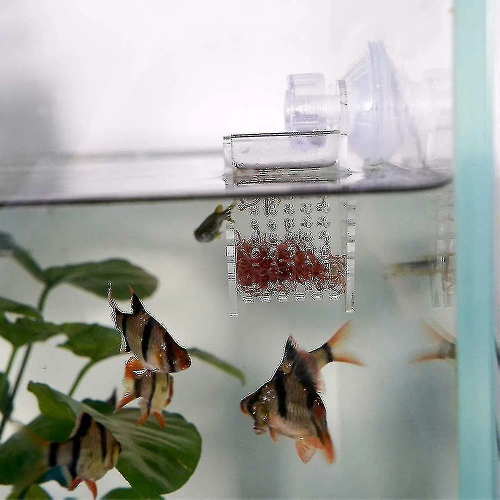 Dxn Aquarium Cône Red Worm Feeder Fish V Forme 4.5 * 6.7 * 7cm 4 Dxn Aquarium Cône Red Worm Feeder Fish V Forme 4.5 * 6.7 * 7cm – Image 4