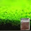 Guoguo Aquarium Plante Ornementale Graines Fish Tank Paysage Decora Eau Herbe Graine Facile à Cultiver