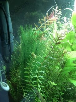 Linkrunning 3pcs Aquarium Décorations Fish Tank 30cm / 11 « Plantes D’eau Verte Artificielles -Pompe À Eau Boutique 769155722 max