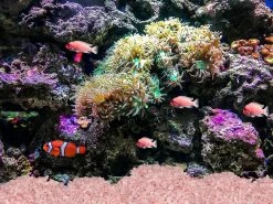 Unbranded Rose Quartz Crystal Chips Fish Tank Gravel Vase Filler Stones Crushed Crystals Gemstone Polished Healing Crystals Natural Quartz Stone 0.44lbs 200g -Pompe À Eau Boutique 783773827 max 1